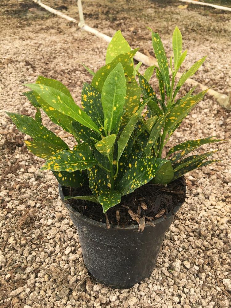 codiaeum-variegatum-gold-dust-croton