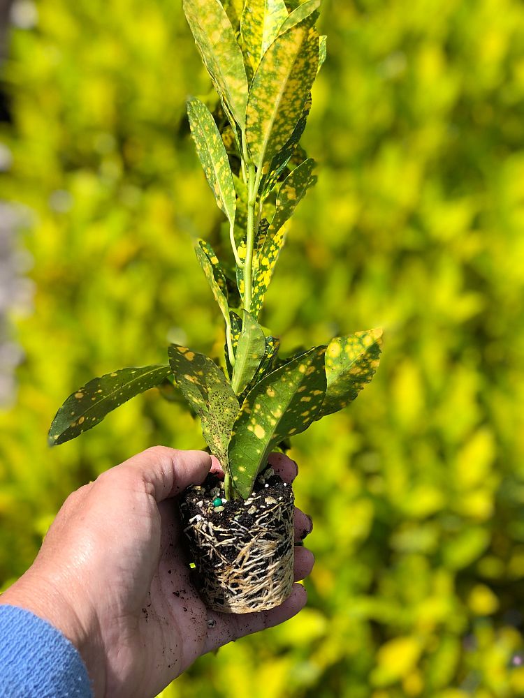 codiaeum-variegatum-gold-dust-croton