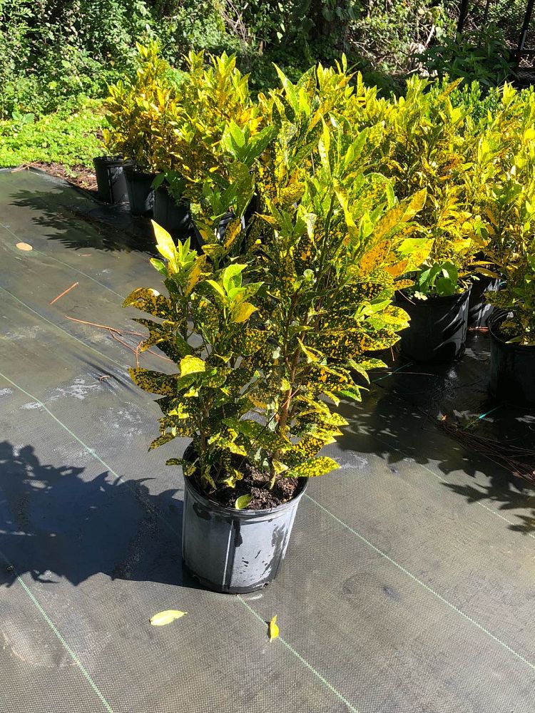 codiaeum-variegatum-gold-dust-croton