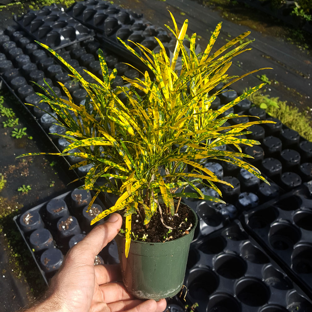 codiaeum-variegatum-gold-dust-croton