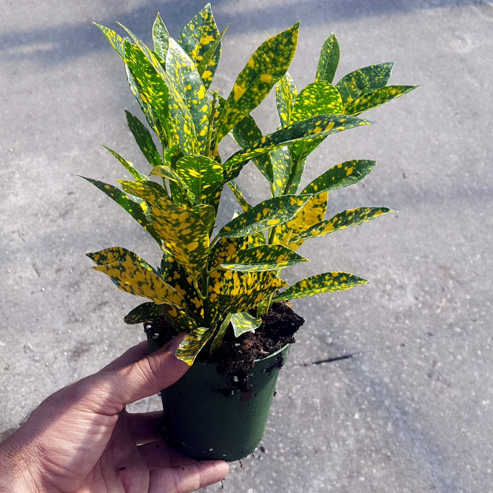 codiaeum-variegatum-gold-dust-croton