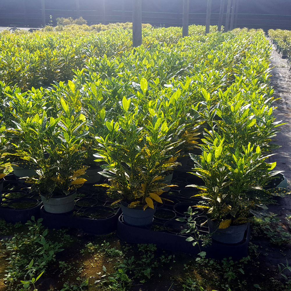 codiaeum-variegatum-gold-dust-croton