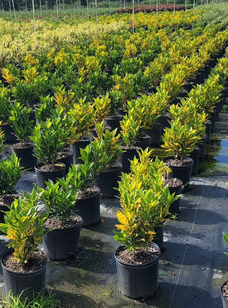 codiaeum-variegatum-gold-dust-croton