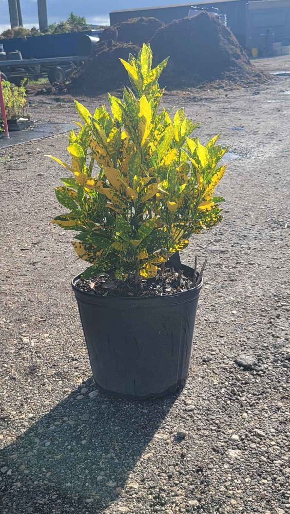 codiaeum-variegatum-gold-dust-croton