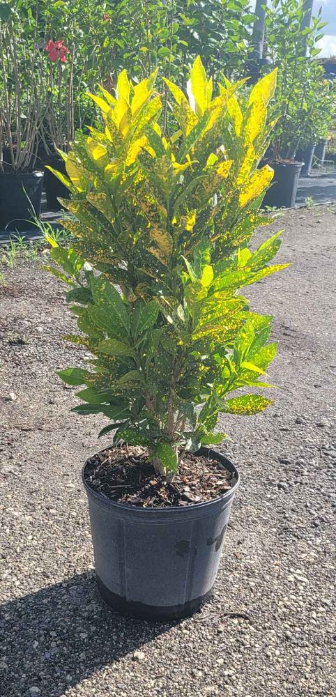 codiaeum-variegatum-gold-dust-croton
