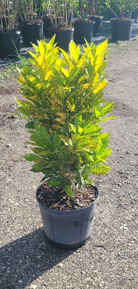 codiaeum-variegatum-gold-dust-croton