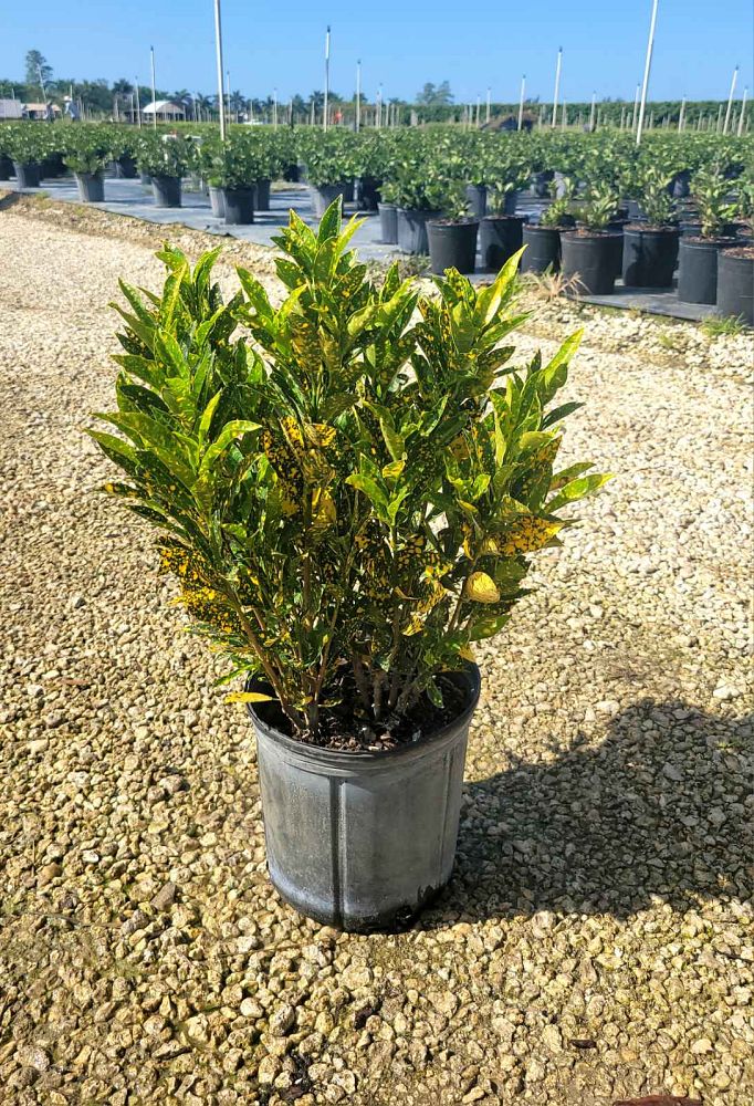 codiaeum-variegatum-gold-dust-croton