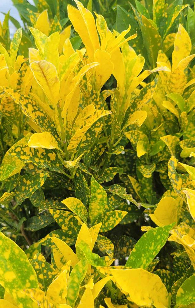 codiaeum-variegatum-gold-dust-croton