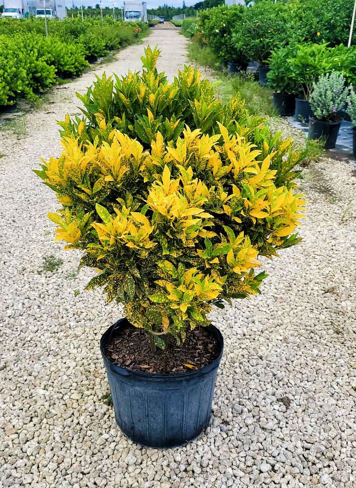 codiaeum-variegatum-gold-dust-croton