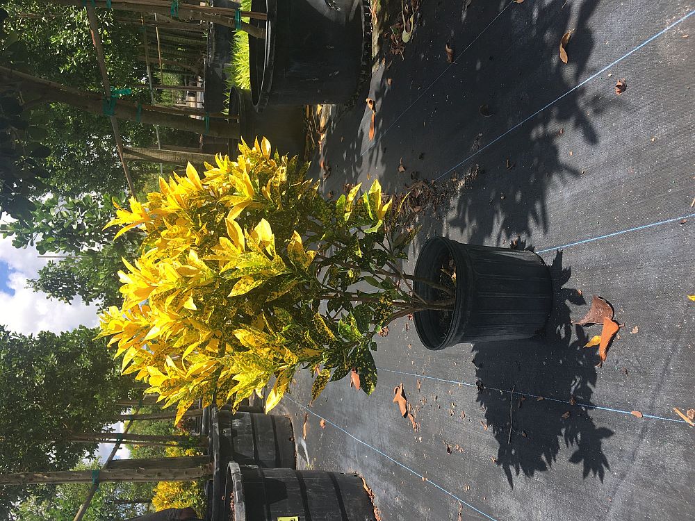 codiaeum-variegatum-gold-dust-croton