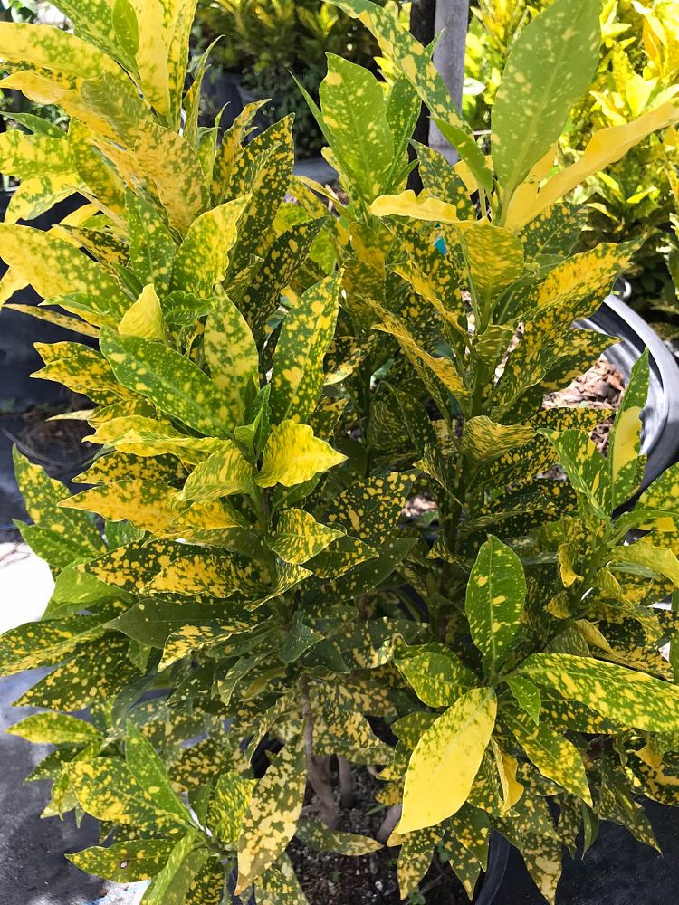 codiaeum-variegatum-gold-dust-croton