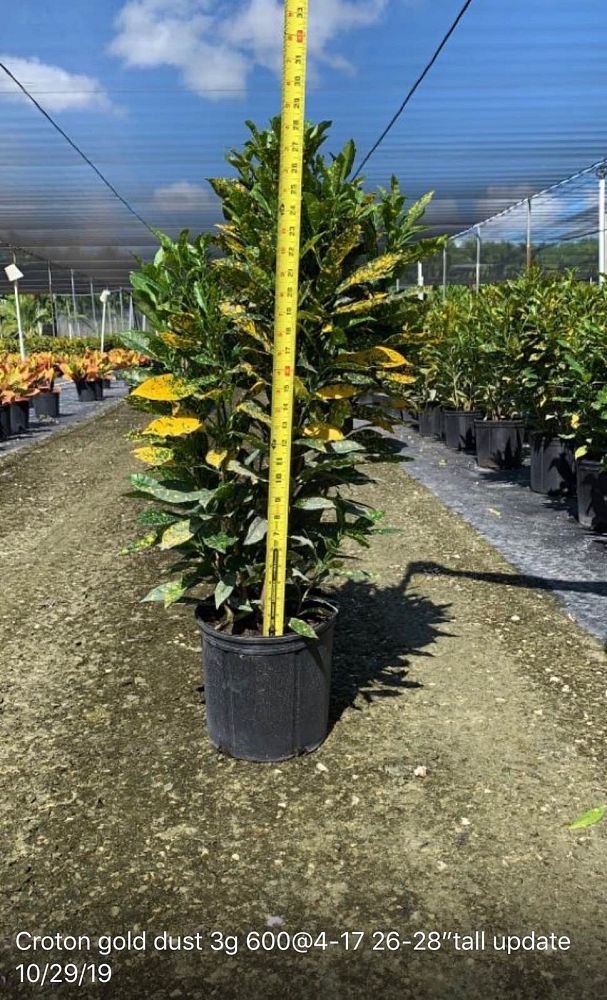 codiaeum-variegatum-gold-dust-croton