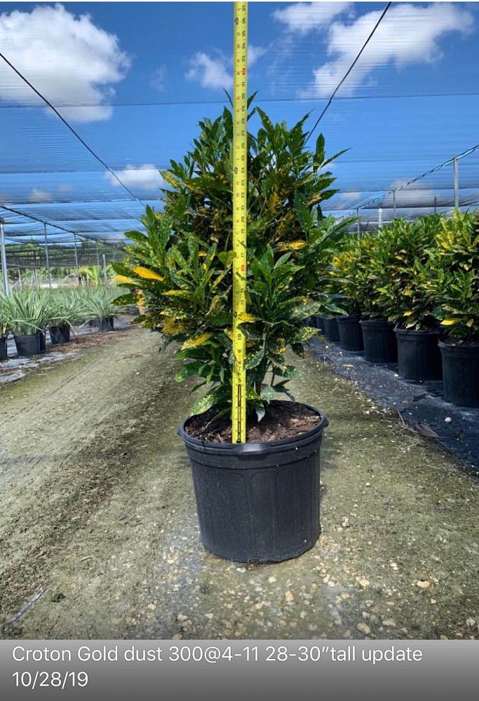 codiaeum-variegatum-gold-dust-croton