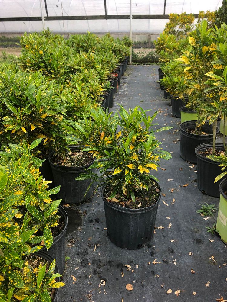 codiaeum-variegatum-gold-dust-croton