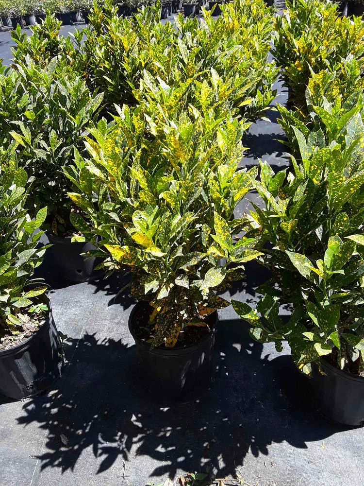 codiaeum-variegatum-gold-dust-croton