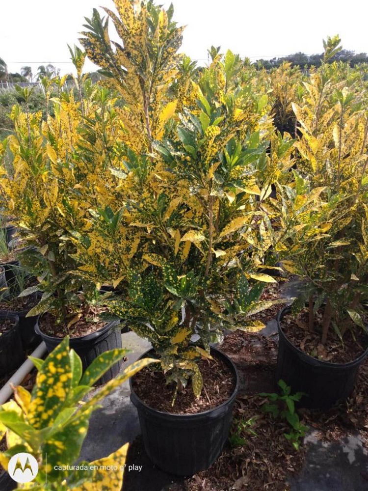 codiaeum-variegatum-gold-dust-croton
