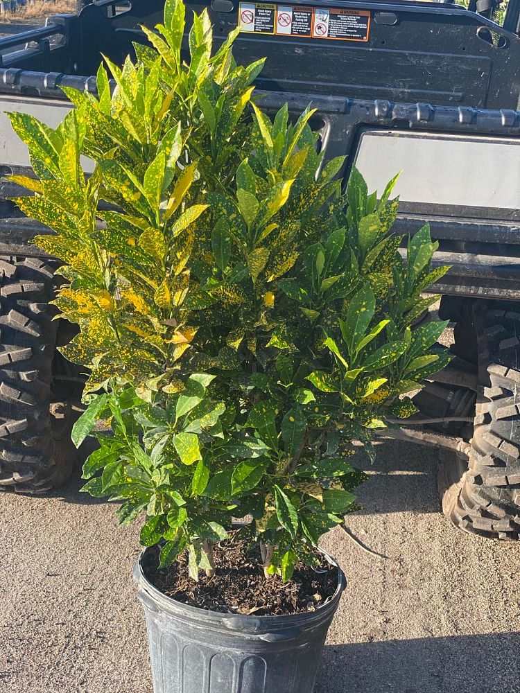 codiaeum-variegatum-gold-dust-croton