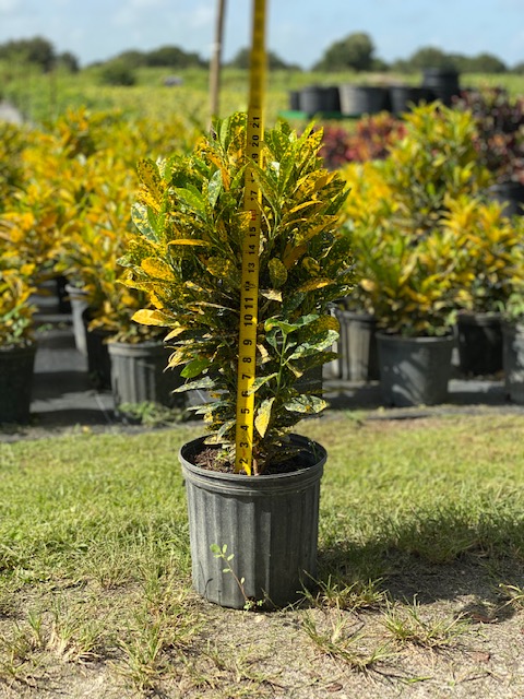 codiaeum-variegatum-gold-dust-croton