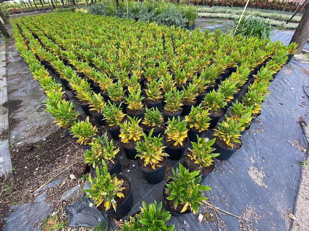 codiaeum-variegatum-gold-dust-croton