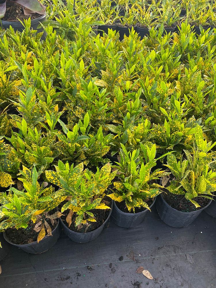 codiaeum-variegatum-gold-dust-croton