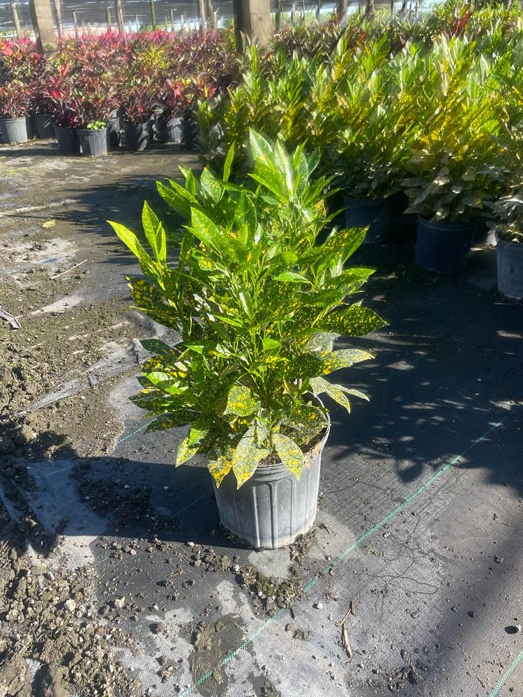 codiaeum-variegatum-gold-dust-croton