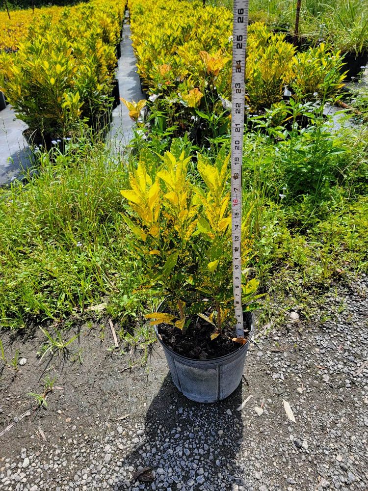 codiaeum-variegatum-gold-dust-croton