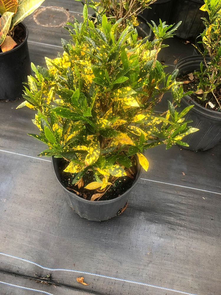 codiaeum-variegatum-gold-dust-croton