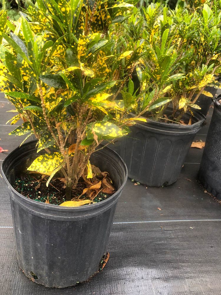 codiaeum-variegatum-gold-dust-croton