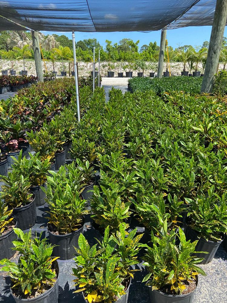 codiaeum-variegatum-gold-dust-croton
