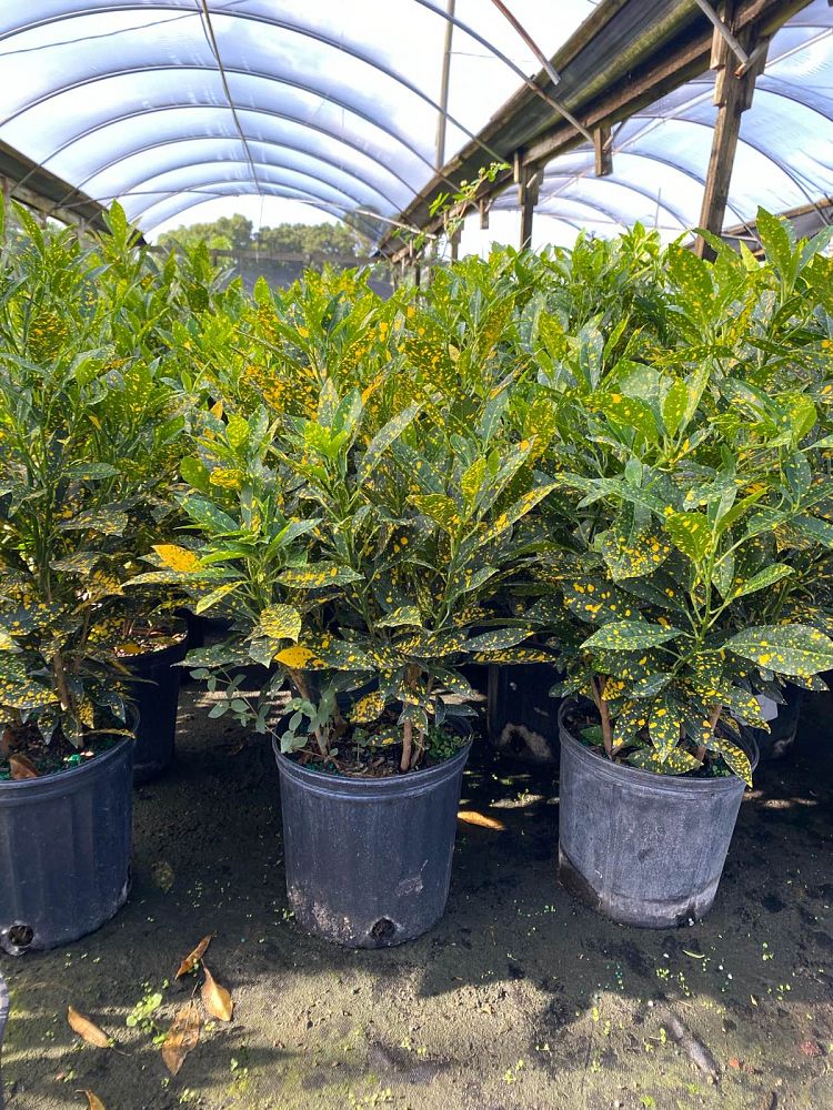 codiaeum-variegatum-gold-dust-croton