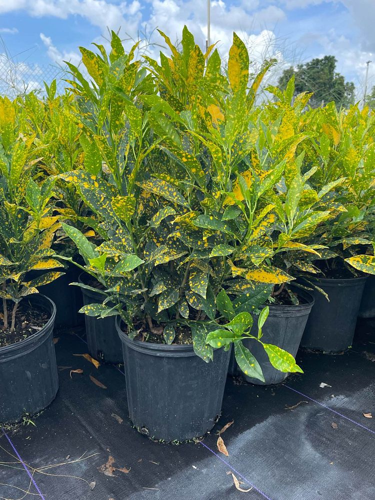 codiaeum-variegatum-gold-dust-croton