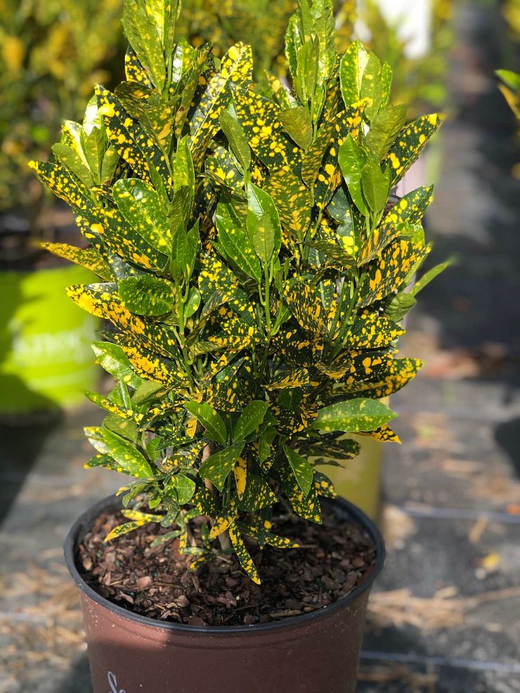 codiaeum-variegatum-gold-dust-croton