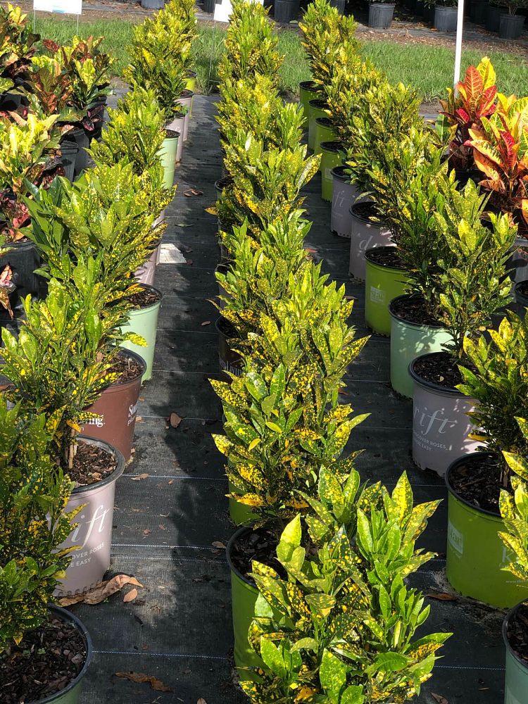 codiaeum-variegatum-gold-dust-croton
