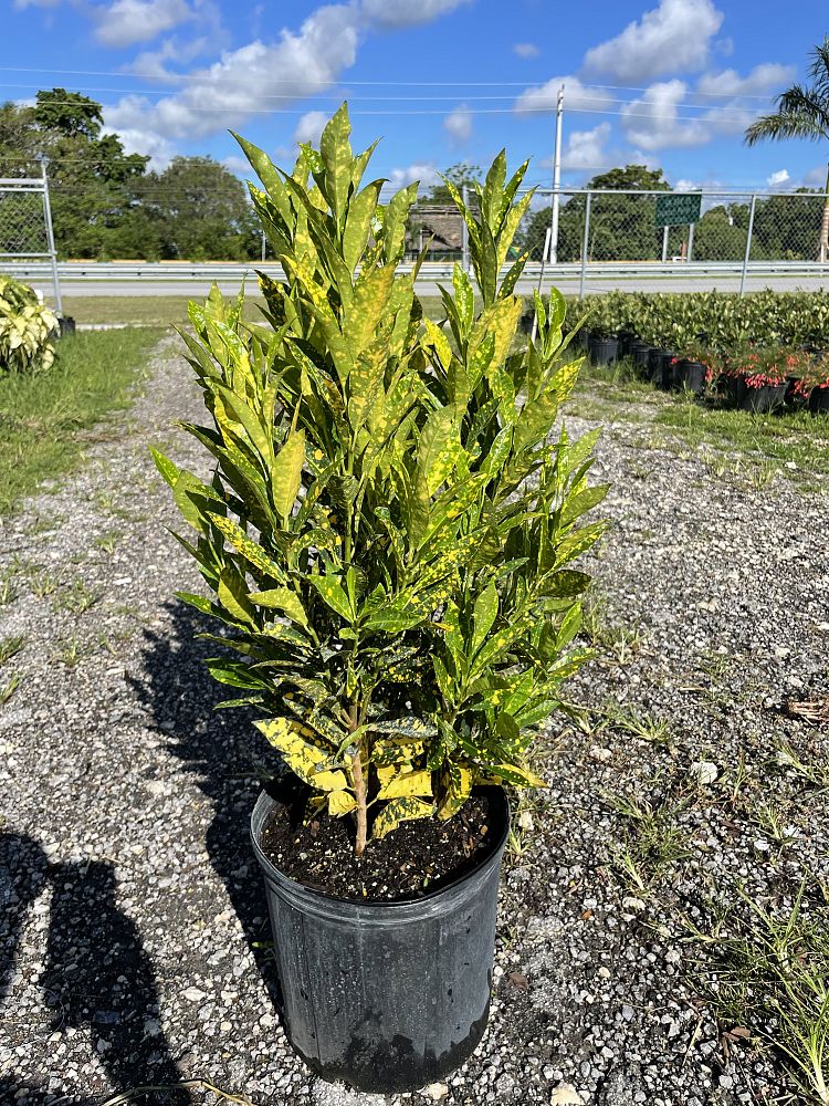 codiaeum-variegatum-gold-dust-croton