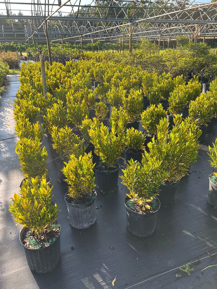 codiaeum-variegatum-gold-dust-croton