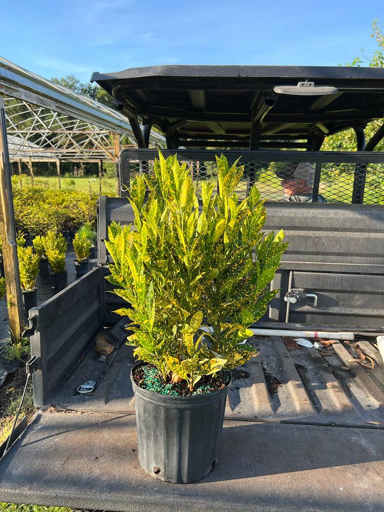 codiaeum-variegatum-gold-dust-croton