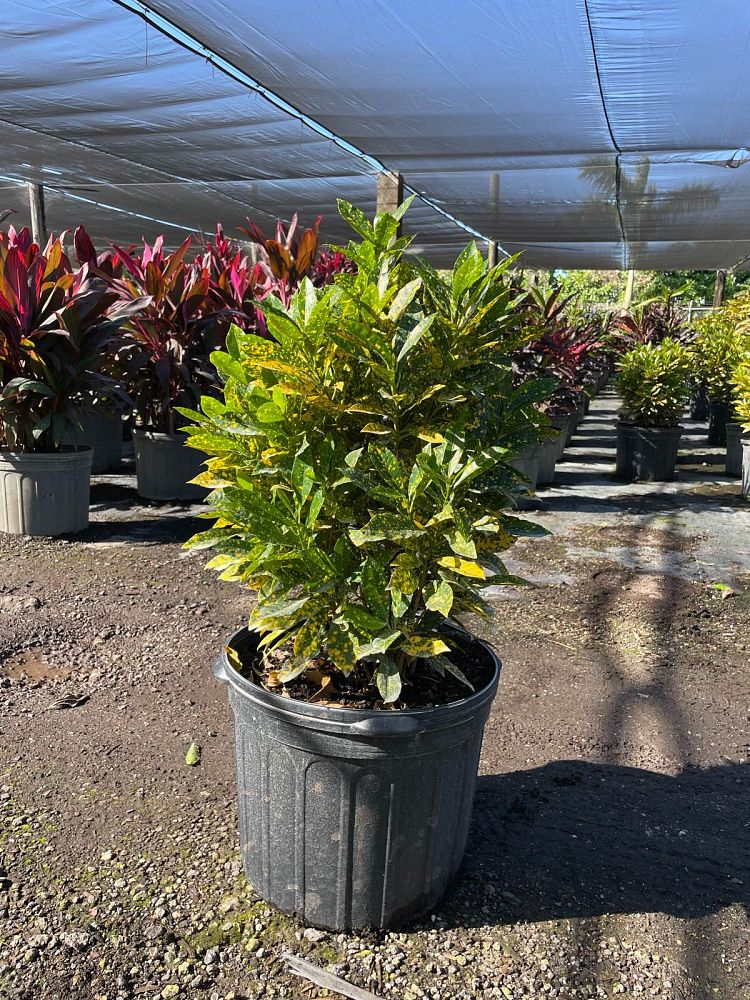 codiaeum-variegatum-gold-dust-croton
