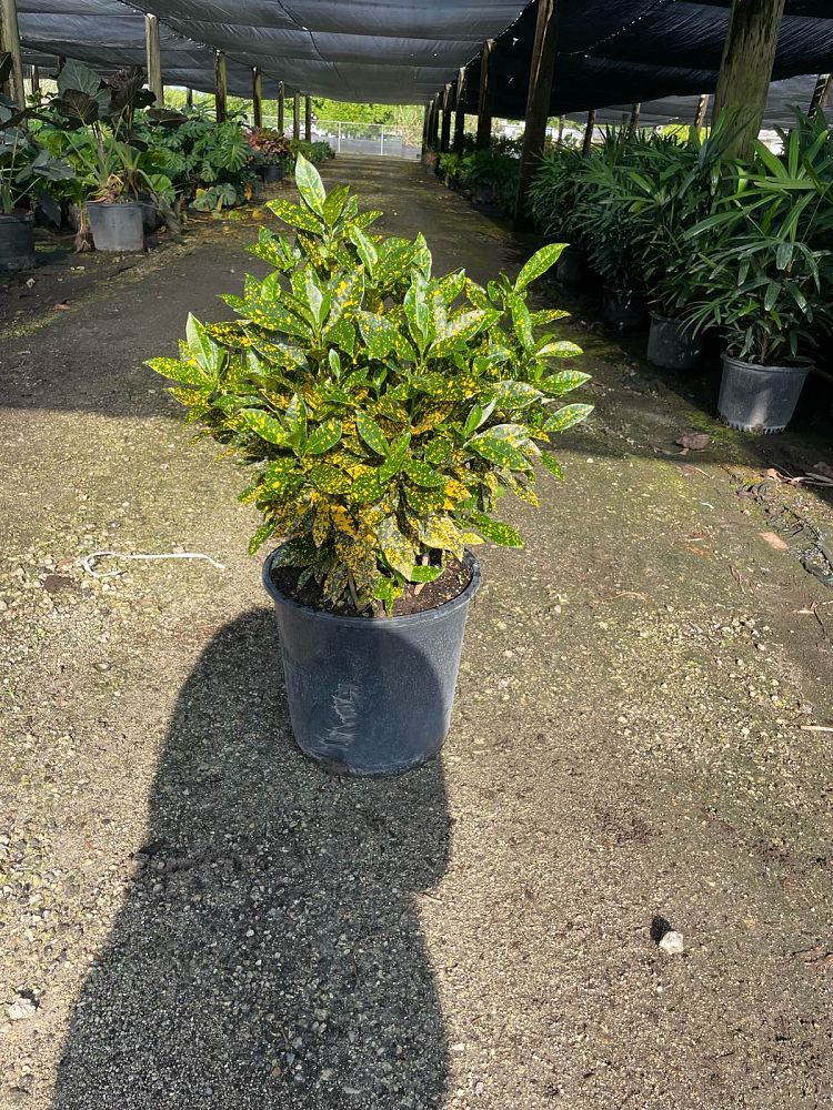 codiaeum-variegatum-gold-dust-croton