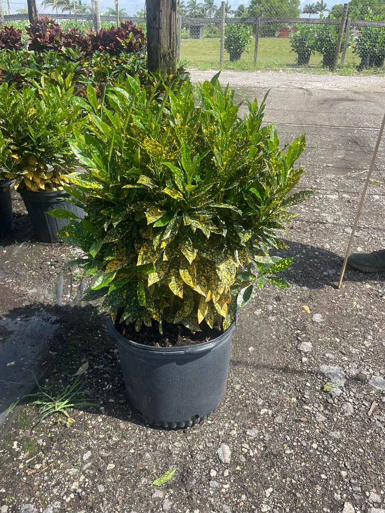 codiaeum-variegatum-gold-dust-croton