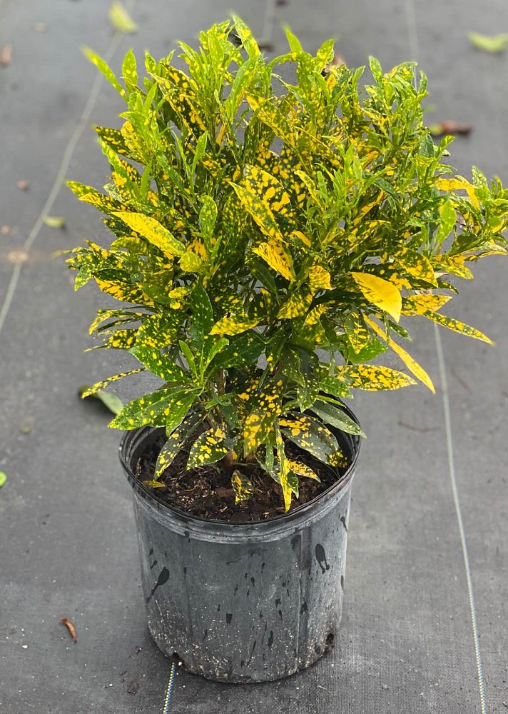 codiaeum-variegatum-gold-dust-croton