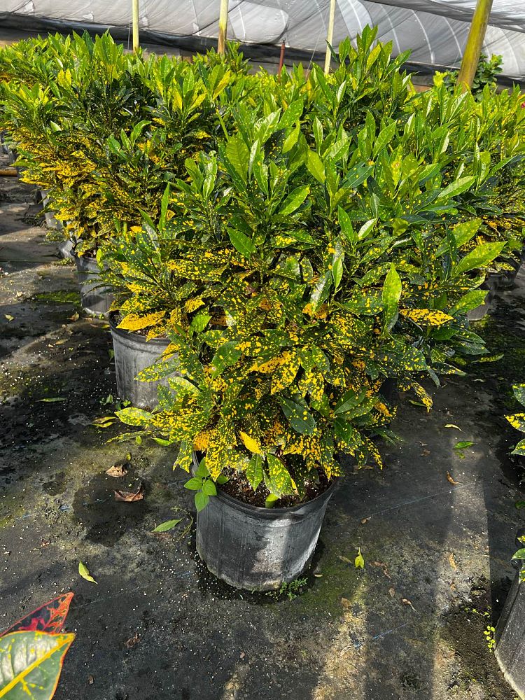 codiaeum-variegatum-gold-dust-croton