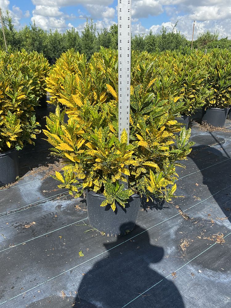 codiaeum-variegatum-gold-dust-croton