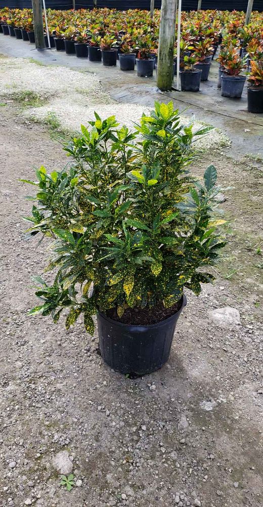 codiaeum-variegatum-gold-dust-croton