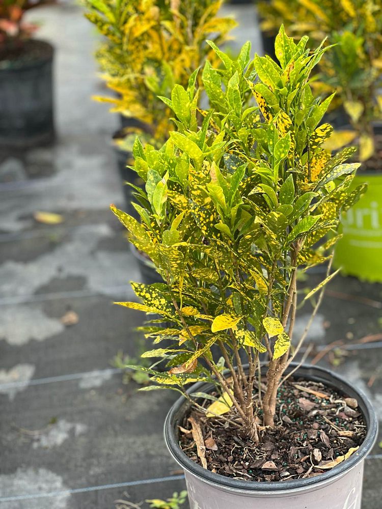 codiaeum-variegatum-gold-dust-croton