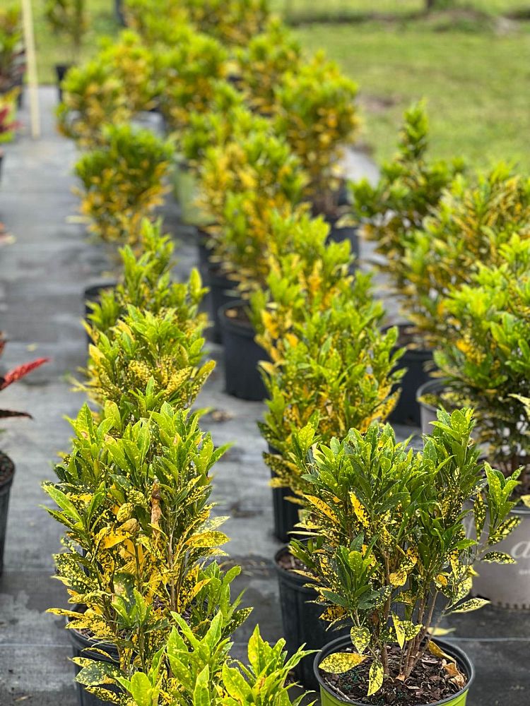 codiaeum-variegatum-gold-dust-croton