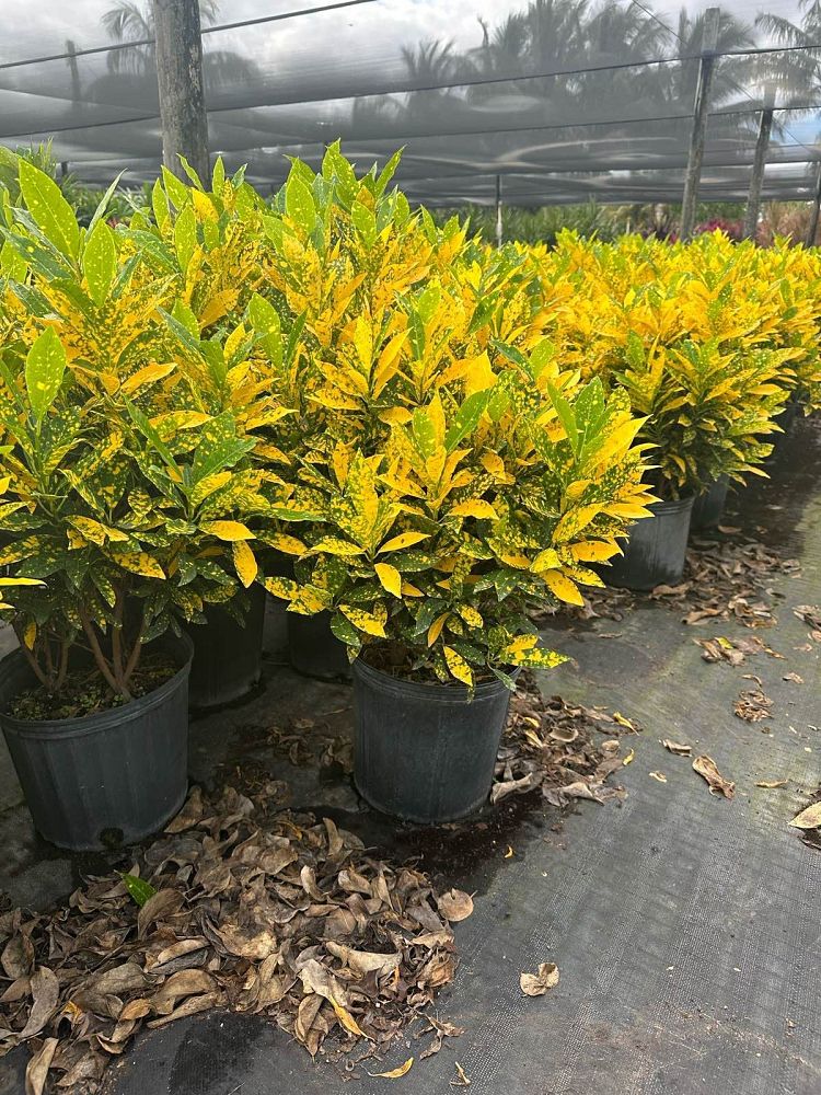 codiaeum-variegatum-gold-dust-croton