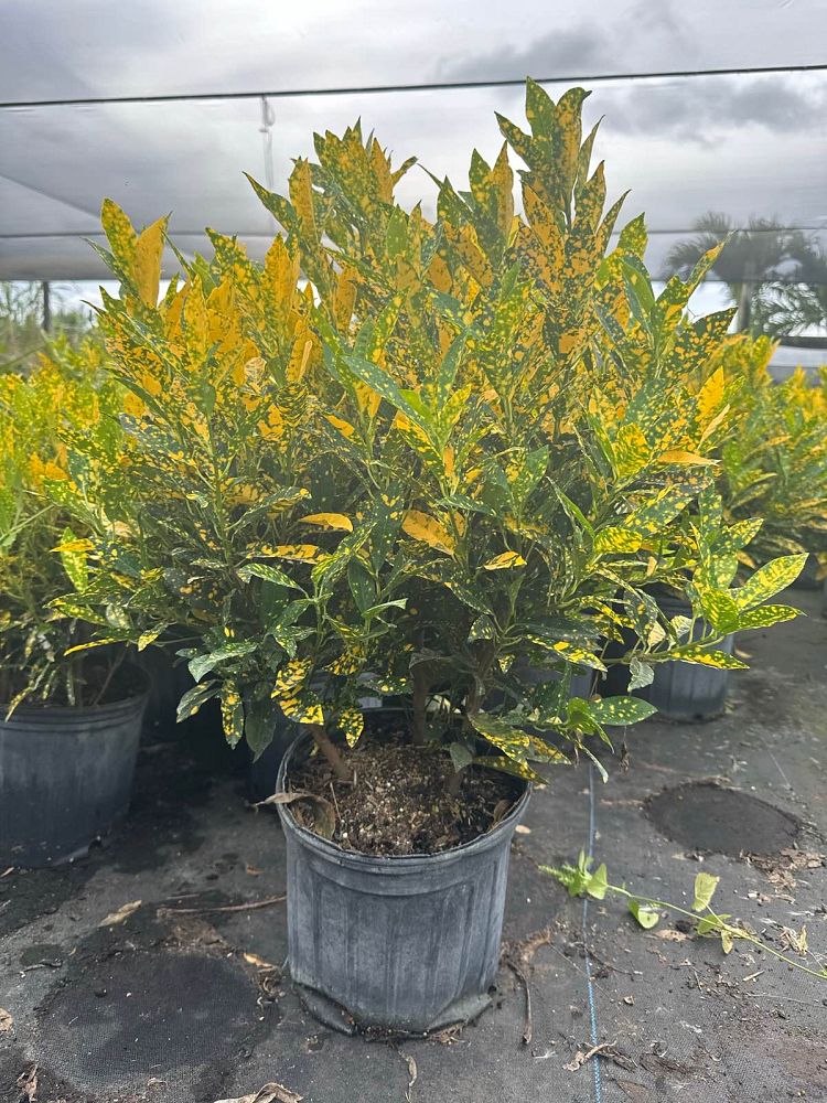 codiaeum-variegatum-gold-dust-croton