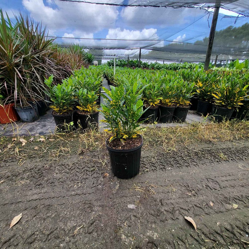 codiaeum-variegatum-gold-dust-croton