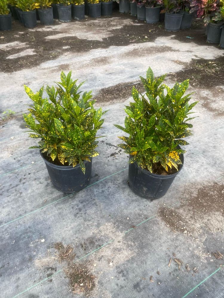 codiaeum-variegatum-gold-dust-croton