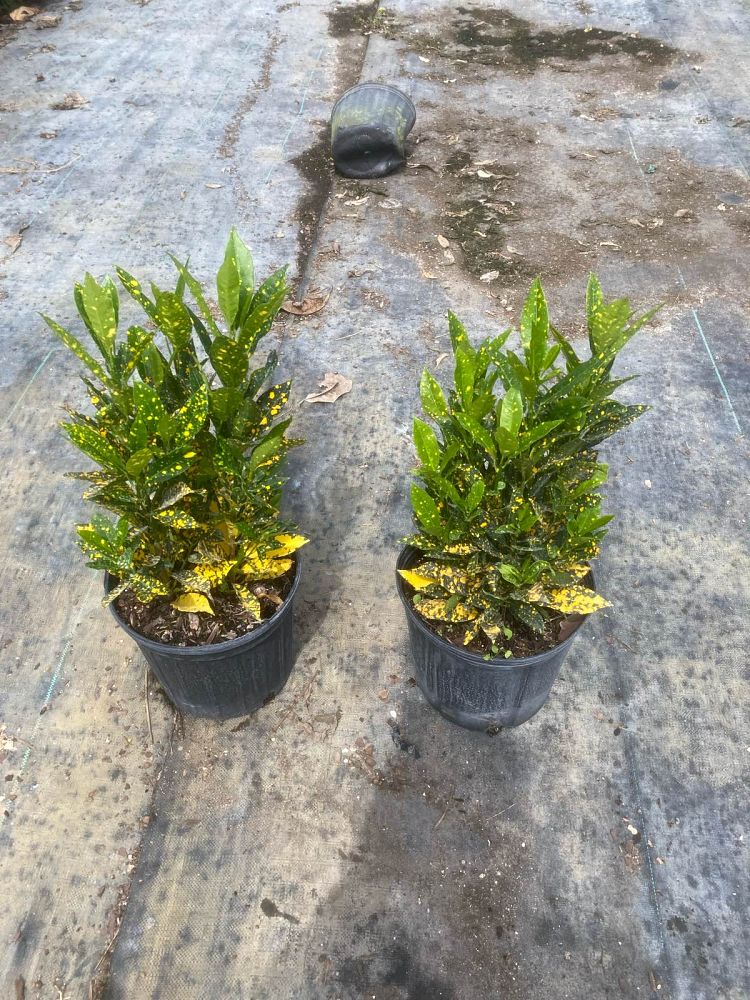 codiaeum-variegatum-gold-dust-croton